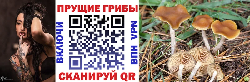 Псилоцибиновые грибы Psilocybine cubensis  площадка Telegram  Ленинск-Кузнецкий  дарнет шоп 