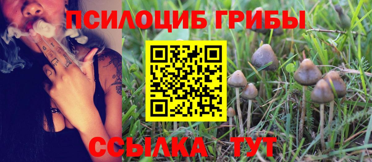 Галлюциногенные грибы Psilocybine cubensis Ленинск-Кузнецкий