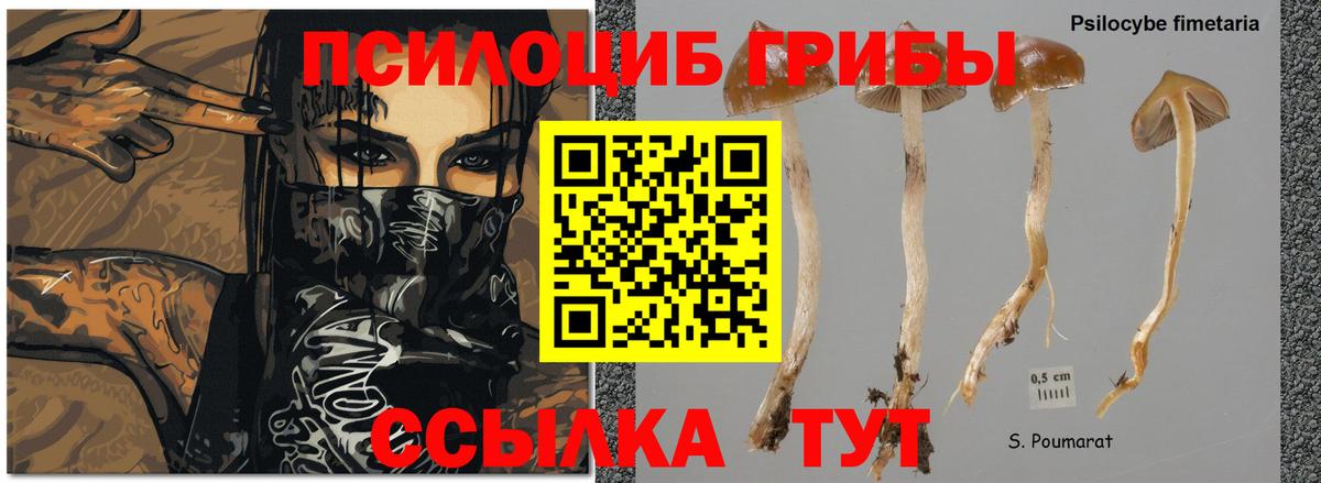 Псилоцибиновые грибы Psilocybe  Ленинск-Кузнецкий 